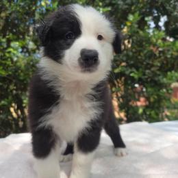 Oreo - Black & white female Australian Shepherd puppy in Summerville, South Carolina from Flowertown Aussies