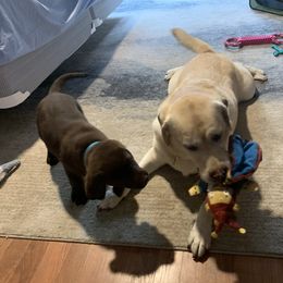 Labrador Retriever Puppies from Showtime Labradors