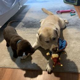 Labrador Retriever Puppies from Showtime Labradors