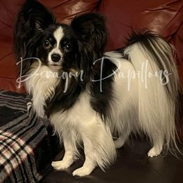 Luna - Papillon