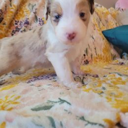Miniature Australian Shepherd Puppies from RNL Family Raised Pups