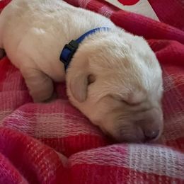 Pepe' - Yellow Labrador Retriever puppy in Knightdale, North Carolina from Four Belles Labradors