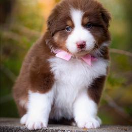 Sierra - Red tri-color female Australian Shepherd puppy in Georgetown, Texas from River Reign Australian Shepherds