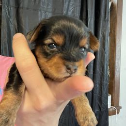 Flex - Black and tan male Yorkshire Terrier puppy in Jacksonville, Arkansas from Royal Yorkie Terrier