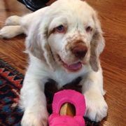 Clumber Spaniels from Casmirclumbers