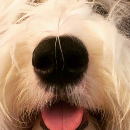 Old English Sheepdogs from Pettibone OES