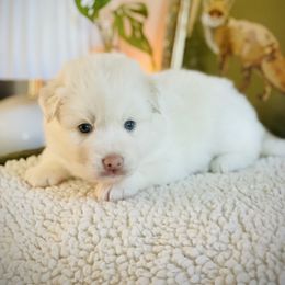 Tundra - White male Pomsky puppy in Greenville, South Carolina from Thicketty Mountain Pomskies