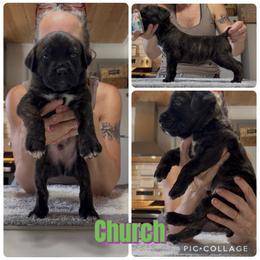 Green collar Church - Chestnut brindle male Cane Corso puppy in Scott County, Tennessee from Nuovo Inizi Kennels