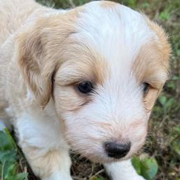 Dolly - Cream and white female Aussiedoodle puppy in Allardt, Tennessee from Hearth&Hound Doodles