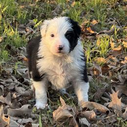 Maggie - Black and white female Border Collie puppy in Paris, Texas from Broadmoor Farm