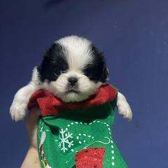 Male black and white - Black and white male Japanese Chin puppy in Salem, Oregon from Chinnychinchinofsalem