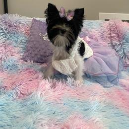 Cruella - Parti female Yorkshire Terrier puppy in Belpre, Ohio from Blackwoods Yorkies
