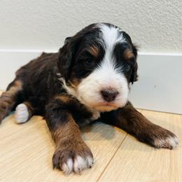 Princess Rosalina. - Chocolate merle female Bernedoodle puppy in Sandy, Oregon from MC Doodles