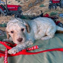 Cuervo - Apricot male Goldendoodle puppy in Water Valley, Mississippi from Olympian Doodles