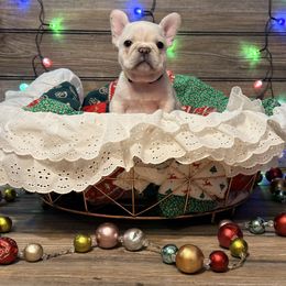 Elisa - Cream female French Bulldog puppy in Shields, Michigan from Mid-Michigan Frenchies