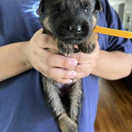 Yellow - Black and red female German Shepherd puppy in Sacramento, California from Von Blackwolf German Shepherds