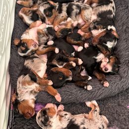 Bernedoodle puppies from Blue Skye Doodles