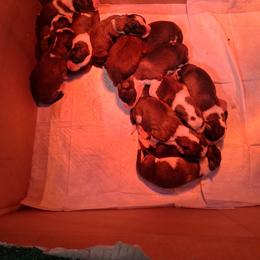 2nd pick - Brown and white male Saint Bernard puppy in Kinsman, Ohio from Coleman Saint Bernards of Ohio