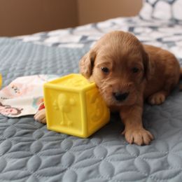 Bernedoodle, Goldendoodle, and Poodle Puppies from Raintree Standard Poodles & Mini Doodles