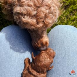Ruby - Poodle