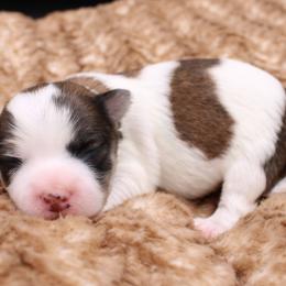 Frank Churchill - Gold sable male Havanese puppy in Hendersonville, North Carolina from Grayfinn House