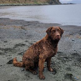 Chesapeake Bay Retrievers from Aleutian Islander Chesapeakes