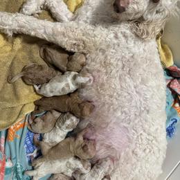Liberty - Parti female Goldendoodle puppy in Maricopa, Arizona from AZ Designer Goldendoodles