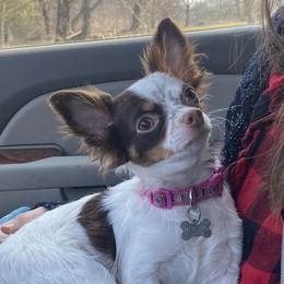 Guinevere - Chihuahua