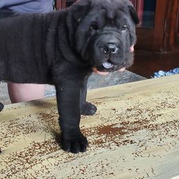 Chinese Shar-Pei from JoShel’s Silver Lined Wrinkles and Tails