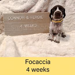 Focaccia (yellow) - Liver roan female German Shorthaired Pointer puppy in Marshfield, Missouri from Suma Kennels