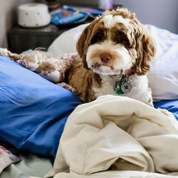 Belle - Australian Labradoodle