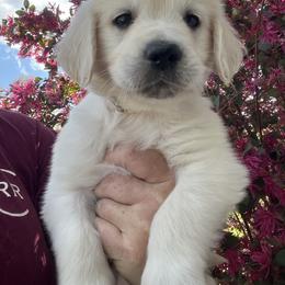 White - Light golden male Golden Retriever puppy in Jesup, Georgia from Painted Platinum Retrievers (Painted Platinum Kennel) PPK