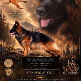 Arrko - German Shepherd