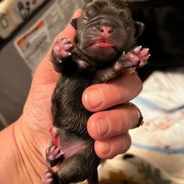 Blue girl - Silver female Pug puppy in Onalaska, Washington from Cupid’s Pugs