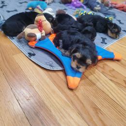 Yorkshire Terrier Puppies from Yorkie Puppies Redwood Ranch Chicago