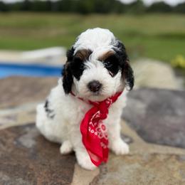 Orange Boy - Black and white male Bernedoodle puppy in Fort Gibson, Oklahoma from Waggle Doodles