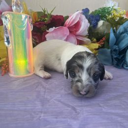 Girl 1 - Dapple Dachshund puppy in Missoula, Montana from Rocky Mountain Dachshunds