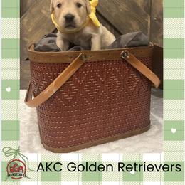 Ms. Yellow - Golden female Golden Retriever puppy in Blue Springs, Missouri from Farmstead 51