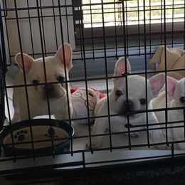 French Bulldog Puppies from French Bulldogs by Piper
