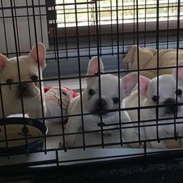 French Bulldog Puppies from French Bulldogs by Piper