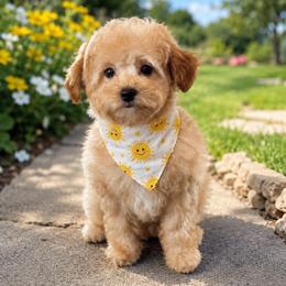 Kai - Red  male Poodle puppy in Wharton, Texas from In the Red Poodles