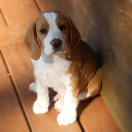 Beagle Puppies from Long Creek Beagles