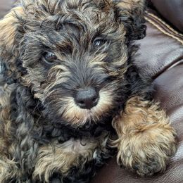 Girl 3 - Black Schnoodle puppy in Holmesville, Ohio from Pawsome Puppies