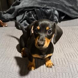 Blk and tan - Black and tan female Dachshund puppy in Lakeland, Florida from Berry Dachshunds