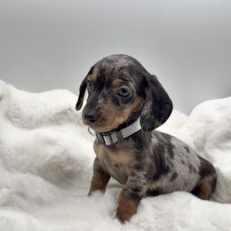 Grey - Dapple male Dachshund puppy in Goodyear, Arizona from AZ Royal Doxies llc