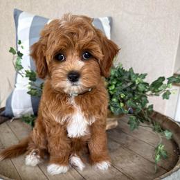 Otani - Blue - Red male Cavapoo puppy in South Jordan, Utah from Simply Sweet Paws. LLC