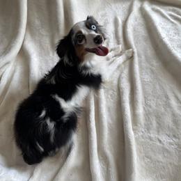 Toy Australian Shepherd All Grown Up from 4LH Australian shepherds