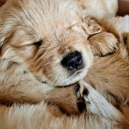 Golden Retriever Puppies from Falkinburg Goldens