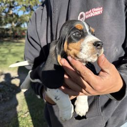 Girl 5 - Black brown and white female Basset Hound puppy in Hudson, Michigan from Bachman’s Kennel