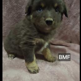 Clementine - Blue merle female Miniature Australian Shepherd puppy in Bend, Oregon from Badlands Toy and Mini Aussies